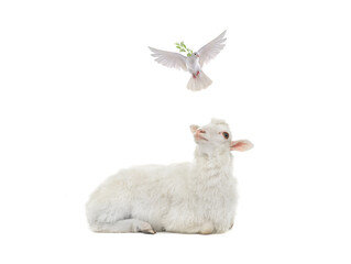 sheep and flying white dove with olive branch isolated on white background