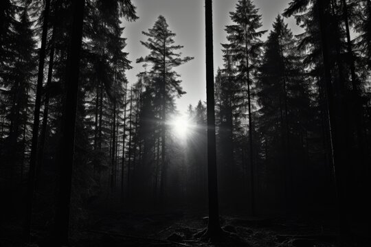 Sun shining through the trees in a black and white photo. Suitable for nature or landscape themes