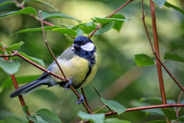 Great tit in the forest
