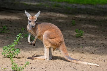 Naklejka na ściany i meble Kangaroo in a clearing 