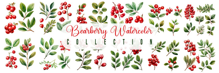 Bearberries watercolor set collection vector hand drawn isolated on white background. vector illustration design