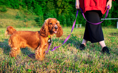 A dog of the English cocker spaniel breed stands at the owner's feet. The dog is walked and...