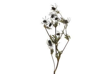 PNG, Dried branch with flowers, isolated on white background