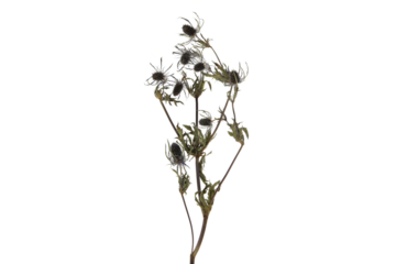 PNG, Dried branch with flowers, isolated on white background