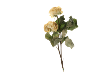 PNG, Herbarium of white roses, isolated on white background