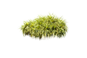 Isolated image of a bush with beautiful leaves on a transparent background png file.