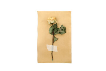 PNG, Herbarium on old paper, isolated on white background