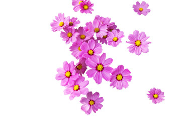 Isolated image of many purple cosmos flowers on transparent background png file.