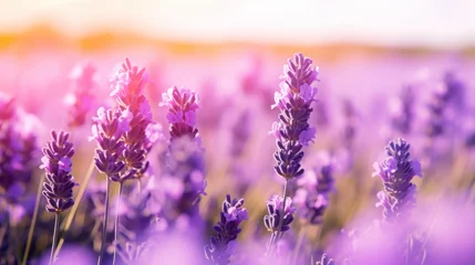 Fotobehang Beautiful flowers of lavender Blurry background of lavender flowers © venusvi
