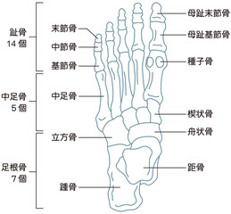 足の骨　骨格図