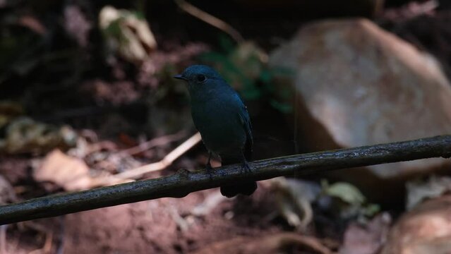 Perched on a vine deep in the dark of the forest while looking around after a shower from dripping water, Verditer Flycatcher Eumyias thalassinus, Thailand