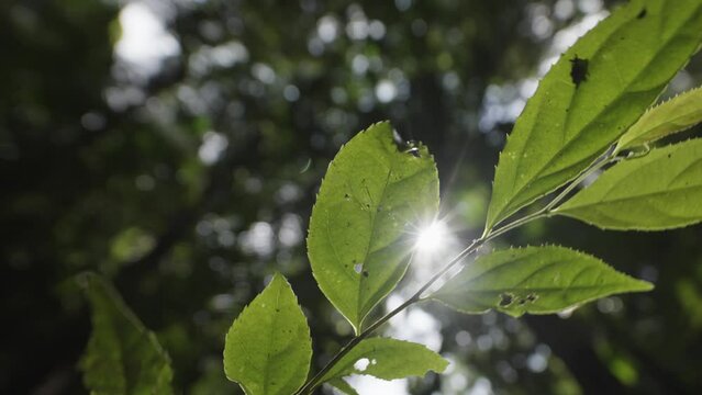 Sun flare inside rainforest with focus on beautiful twig and leaves
