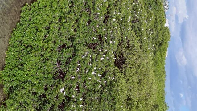Multitude of white birds perched on trees, La Matica, Playa Boca Chica beach in Dominican Republic. Aerial sideways and vertical format