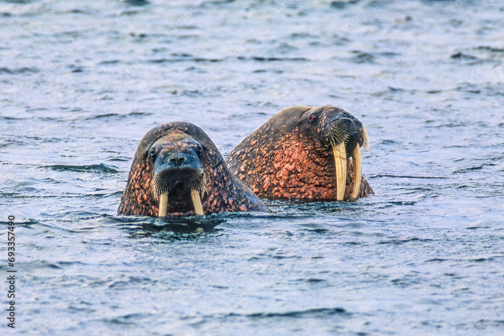 Sticker Curious Walruses with large tusks in the sea