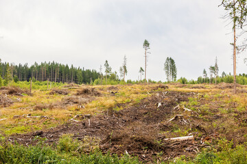 Obraz premium Clear Cutting area in a coniferous forest