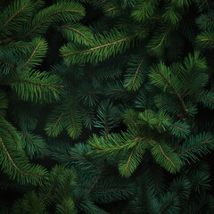 Fir tree background banner Christmas tree branches green 