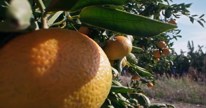 Close-up of a mandarin growing on a tree in a mandarin plantation. Cultivation of juicy citrus fruits by a farmer in the garden. High quality 4k footage