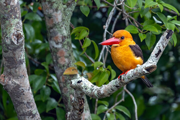 Brown-winged Kingfisher