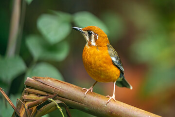 Orange-headed Thrush (white-throated)