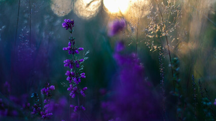 Crépuscule dans la forêt des Mandes de Gascogne, dévoilant son opulente flore et de magnifiques...