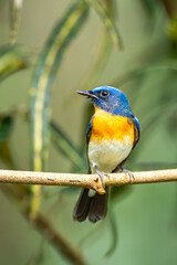 Blue-throated Flycatcher