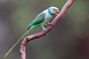 Malabar Parakeet or Blue-winged Parakeet
