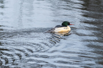 An adult male merganser ( Mergus merganser) in breeding plumage swims across the lake