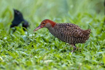 Slaty-breasted Rail