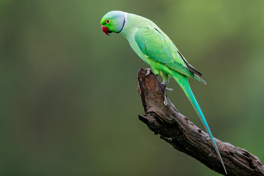 Malabar Parakeet or blue-winged Parakeet