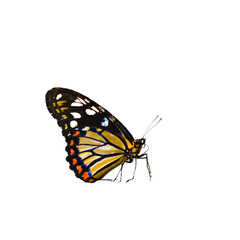 Fototapeta na wymiar Very beautiful black yellow orange butterfly in flight isolated on a transparent background.