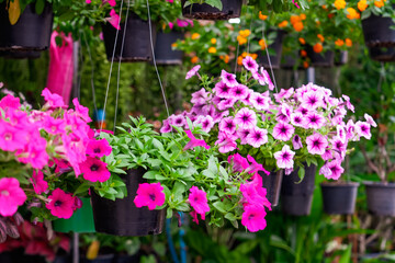Pink purple petunia in a hanging planter at a garden store.