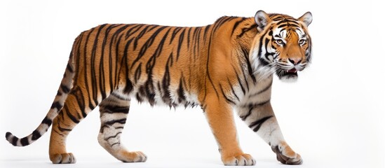 Siberian tiger, also known as Panthera tigris altaica. - obrazy, fototapety, plakaty