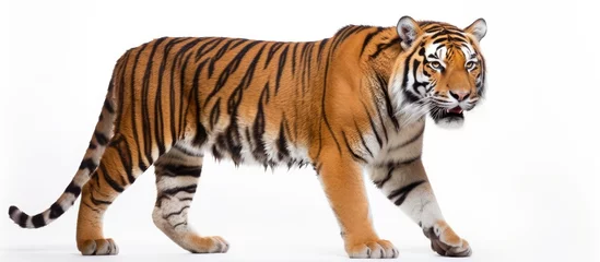 Schilderijen op glas Siberian tiger, also known as Panthera tigris altaica. © AkuAku
