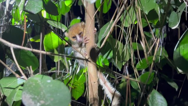 Gray mouse lemur (Microcebus murinus) hiding in roadside bushes at night. Andasibe-Mantadia National Park, Madagascar.