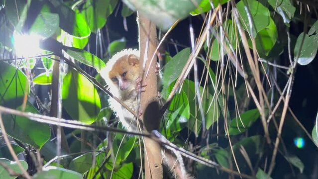 Gray mouse lemur (Microcebus murinus) in a roadside bush in the light of passing car lights. Andasibe-Mantadia National Park, Madagascar.
