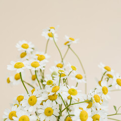 Chamomile daisy flowers bouquet on beige background. Minimal stylish still life floral composition