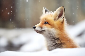Fototapeta premium fox sitting with raised ears in snowfall