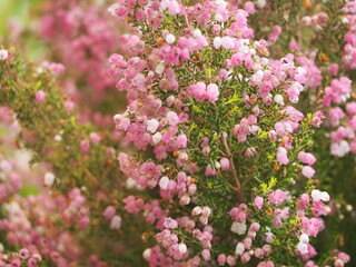 ピンクの花　エリカ