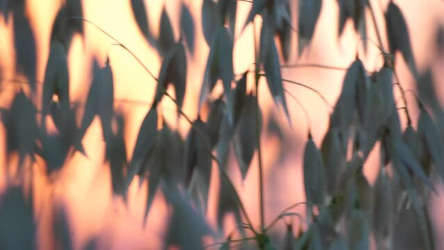 Oat field. Ripe oat ears at sunset. Scenic summer landscape. Oat - Avena sativa. Organic agriculture harvesting agribusiness concept. Slow motion, close-up