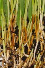 Drechslera- Wurzel-, Halm- und Blattkrankheit, Cochliobolus sativus