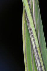 Roggenstängelbrand,  Urocystis occulta, Befallssymptome am Blatt und Stängel