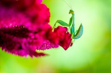Explore the captivating world of the praying mantis Close up shot reveals its mysterious gaze and...