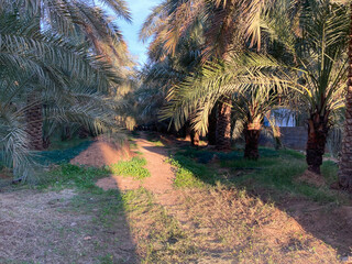 Al-Qusaiah farms and palm trees in Buraydah Al-Qassim, Saudi Arabia