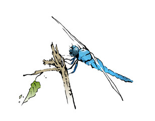 シオカラトンボ © Kamiya Ichiro