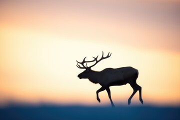 caribou silhouette against an arctic sunset