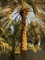 Al-Qusaiah farms and palm trees in Buraydah Al-Qassim, Saudi Arabia
