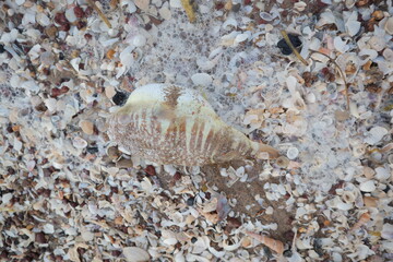 Buntal fish stranded on the shore, this fish can be consumed as long as it can remove its poison.