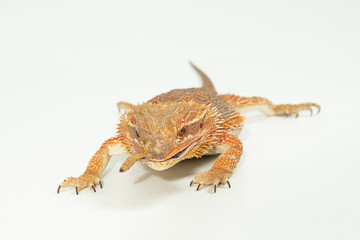 bartagame, Pogona Vitticeps essen
