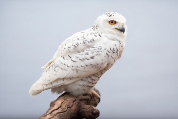 Obraz premium profile shot of a snowy owl sitting on a snow-covered branch
