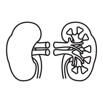 Human kidney and cross-section vector line icon for World Kidney Day on March 14. Inner organ outline symbol.